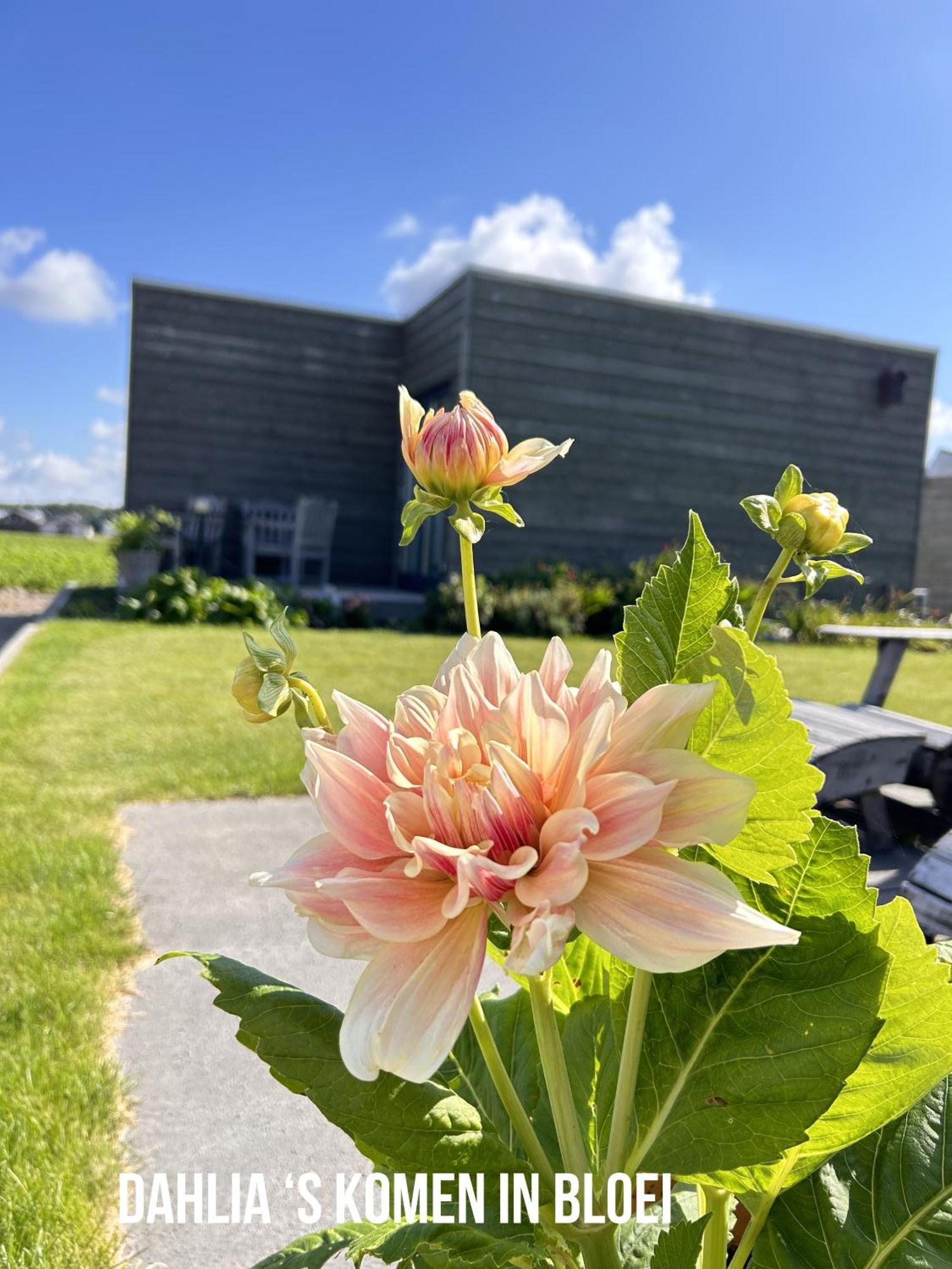 Blossombed Bed and Breakfast Voorhout Eksteriør billede